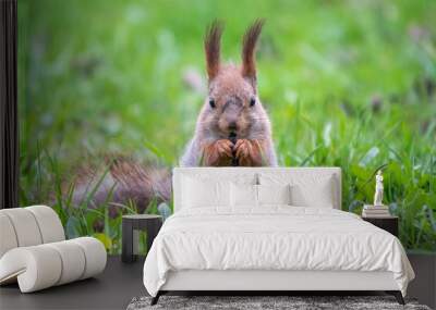 Close-up Portrait of Squirrel. Squirrel eats a nut while sitting in green grass. Wall mural