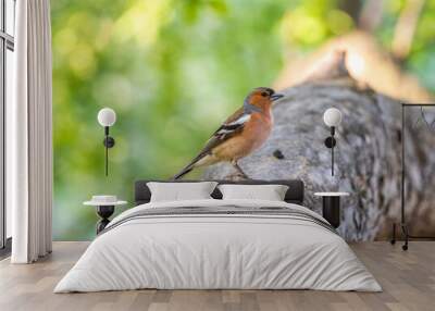 Common chaffinch, Fringilla coelebs, sits on a tree. Common chaffinch in wildlife. Wall mural