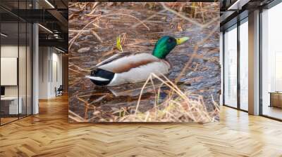 Duck swims in the pond in the rain. Wall mural