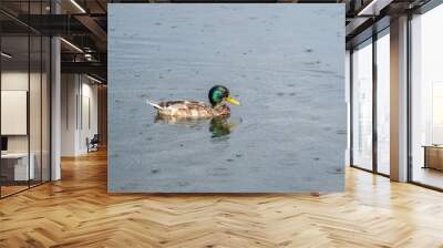 Duck swims in the pond in the rain. Wall mural