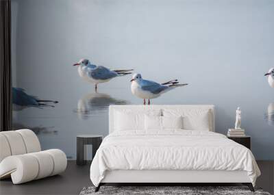 Flock of Seagulls, The European herring gull, swims on the calm lake shore Wall mural