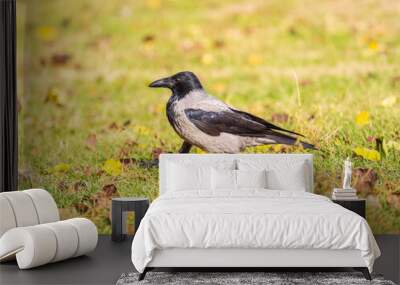 Hooded crow, corvus cornix, standing on the lawn in the spring or summer Wall mural