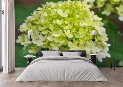 Lush white and yellow hydrangea flowers in summer. Wall mural