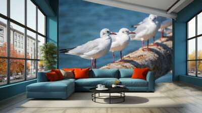 Row of seagulls sits on a old sea pier. Gulls rest on the breakwater. The European herring gull, Wall mural