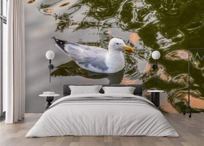 Seagull, The European herring gull, swims in the sea Wall mural