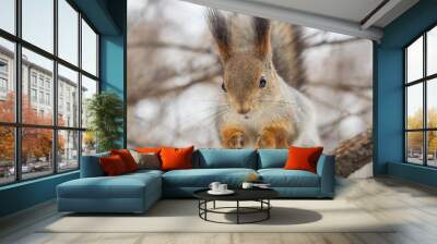 The squirrel sits on a branches without leaves in the winter or autumn Wall mural