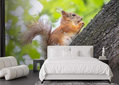 The squirrel with nut sits on a tree trunk in the spring. Wall mural