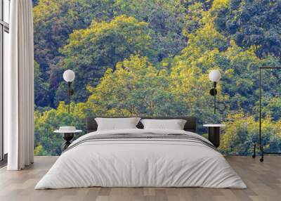 Thick green forest on the hillside. Wall mural