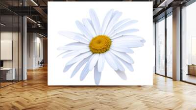 White and yellow daisy flower close-up isolated on a white background with copy space. Wall mural