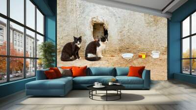 two stray cats sitting in bowls Wall mural