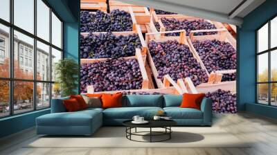 boxes of ripe grapes after the harvest Wall mural