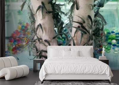 garra rufa fish do foot peeling underwater Wall mural