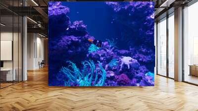 marine tropical fish in the blue water of corral reefs Wall mural