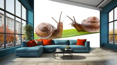 Small garden snail on a white background Wall mural