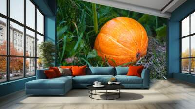 bright beautiful orange ripe pumpkin among greens Wall mural