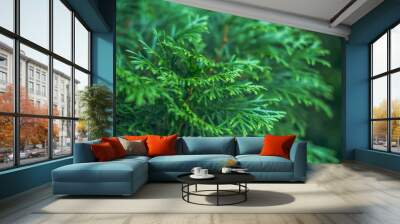 cypress branch abstract texture Wall mural