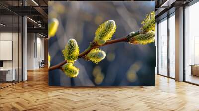 Spring background, the first green fluffy buds swell and bloom willow tree, poster Wall mural