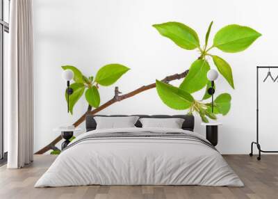 branch apple tree with spring buds isolated on white Wall mural