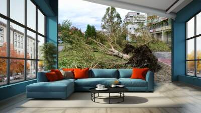 Felled poplar trees after a hurricane Wall mural