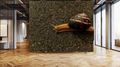 A large snail in a shell crawls on the road, a summer day after the rain Wall mural