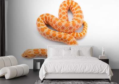 Albino hognose snake isolated on white background Wall mural