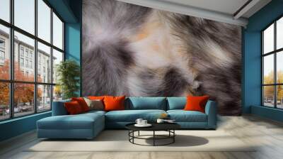 Belly of a kitten close-up. Spotted multicolor cat fur. Backgrounds and textures. Wall mural