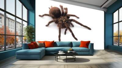 Birdeating Spider isolated on white background Wall mural