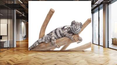 Chameleon solated white background  Wall mural