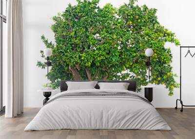 citrus tree on white background Wall mural