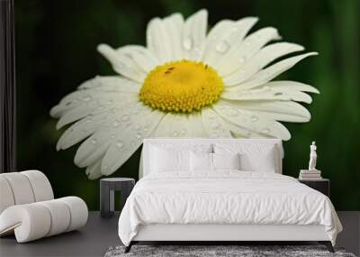 Closeup Chamomile flower on dark background, macro daisy flower ready to isolate Wall mural