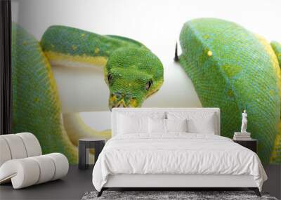 Green tree python isolated on white background Wall mural