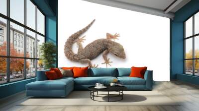 Kotschy's gecko isolated on white background  Wall mural