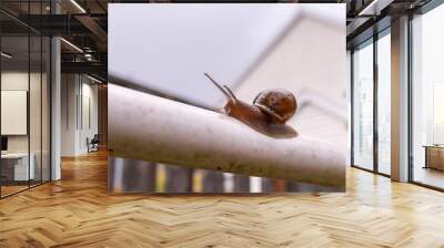 Large snail up close on a white plastic pipe with antennas up Wall mural