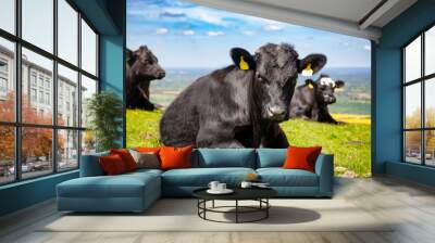 English rural landscape in with grazing Aberdeen Angus beef cattle Wall mural