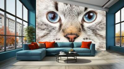 Neva Masquerade Siberian cat portrait Wall mural