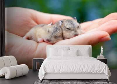 Person holding two cute sleeping baby hamsters in his palm outdoor Wall mural