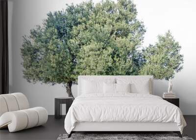 Olive tree Wall mural