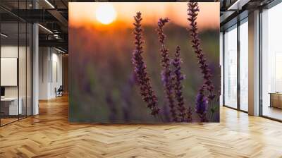 Sage flowers in the sunset Wall mural