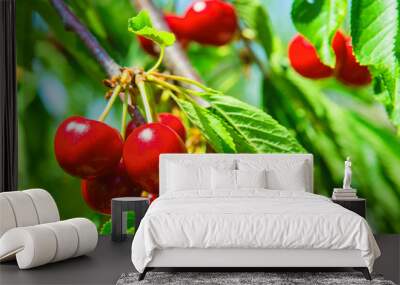 Sweet cherries hanging on a tree branch. Red sweet cherries on the tree. Red ripe berries of sweet cherry on a branch in a summer garden on background of green leaves and blue sky, close-up. Wall mural