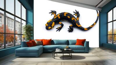 The fire salamander isolated on white background Wall mural