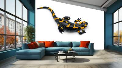 The fire salamander isolated on white background Wall mural