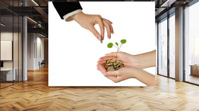 tree growing from pile of coins Wall mural