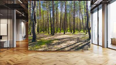 image of a summer forest Wall mural