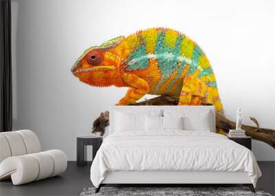 Yellow blue lizard Panther chameleon isolated on white background Wall mural