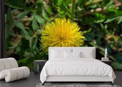 Yellow Dandelion Medicinal (Latin: Taraxacum officinale) on a green leafs background. Flower in the garden close-up. Shallow depth of field. Wall mural