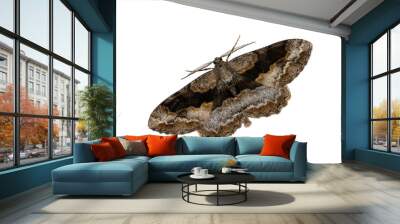 Geometrid Moth Wall mural