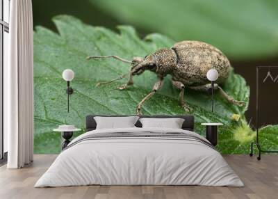 Weevil Wall mural