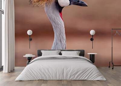 Grey Crowned-crane (Balearica regulorum) Wall mural