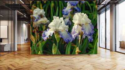 Irises wet after rain bloom in the garden Wall mural