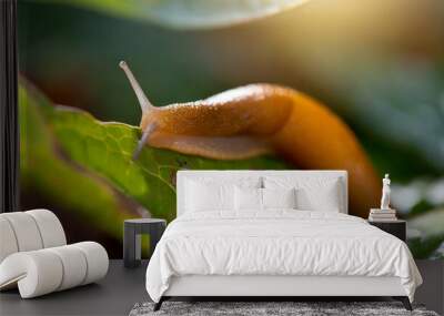 A slug crawling on a leaf, little slimy animal  Wall mural